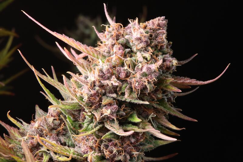 Lemon Cherry Cookies Auto, Фасовка: 5, изображение 18